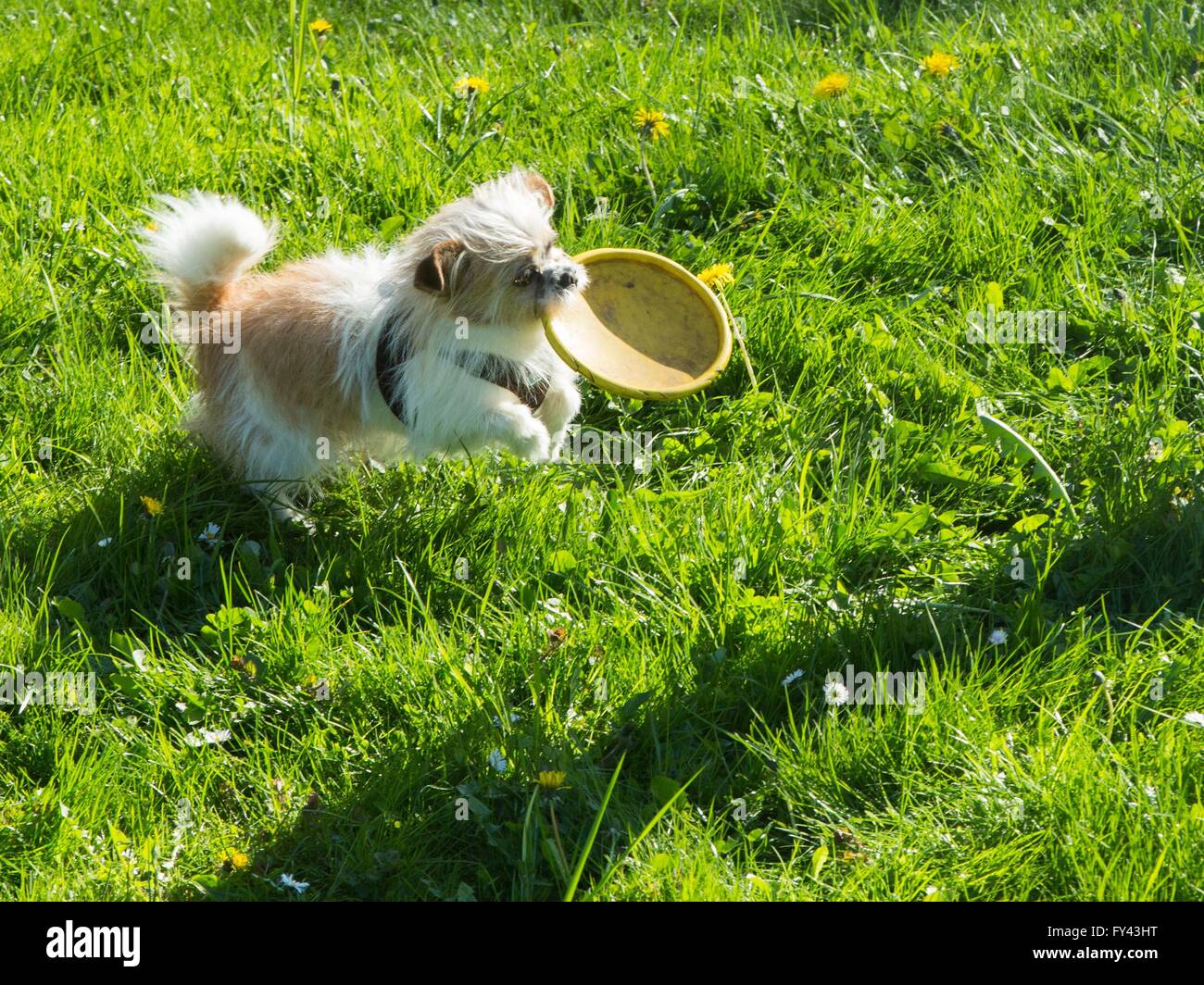 Eltville, Germania. Xx Apr, 2016. Un piccolo cane porta un frisbee disc nella sua bocca attraverso un prato vicino monastero Eberbach offrono in Eltville, Germania, 20 aprile 2016. Ein kleiner Hund hat am 20.04.2016 in Eltville (Hessen) Am Kloster Eberbach offrono ein von seinem Herrchen geworfenes Frisbee gefangen. Foto: Frank Rumpenhorst/dpa/Alamy Live News Foto Stock