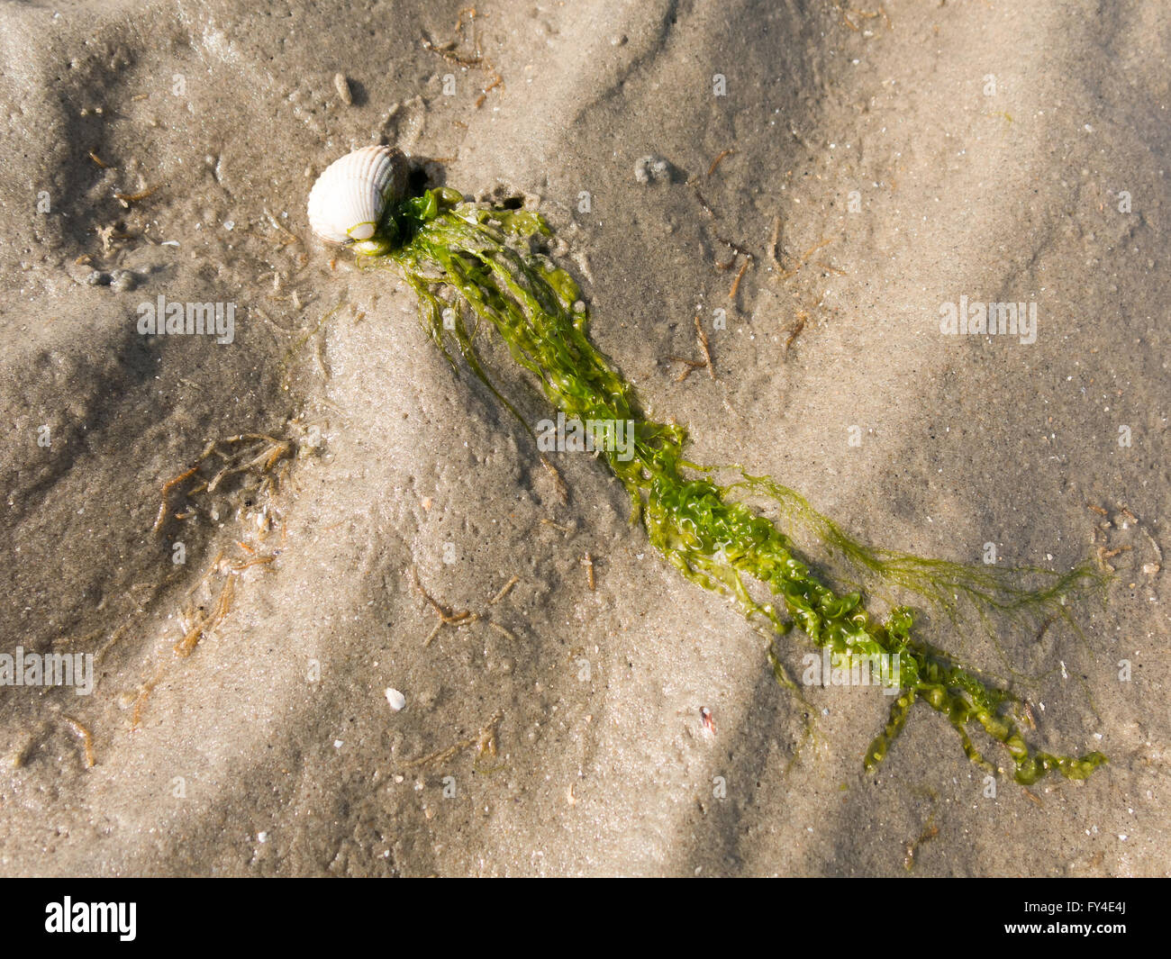 Shell e alghe marine Alla ebb sulla sabbia di zone umide della olandese Waddensea, Paesi Bassi Foto Stock