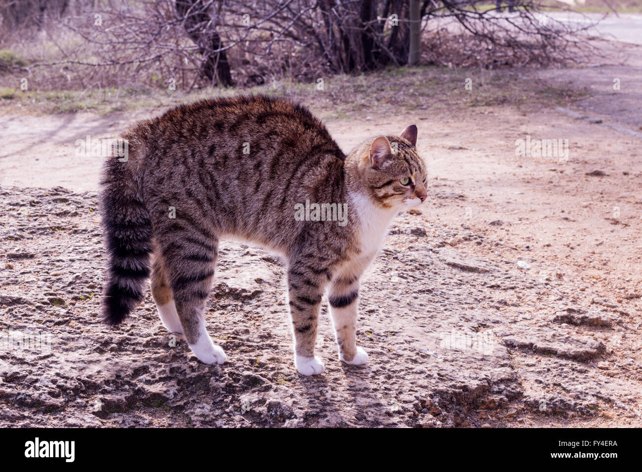 Il gatto pelo setole fino quando ha visto il cane. Foto Stock