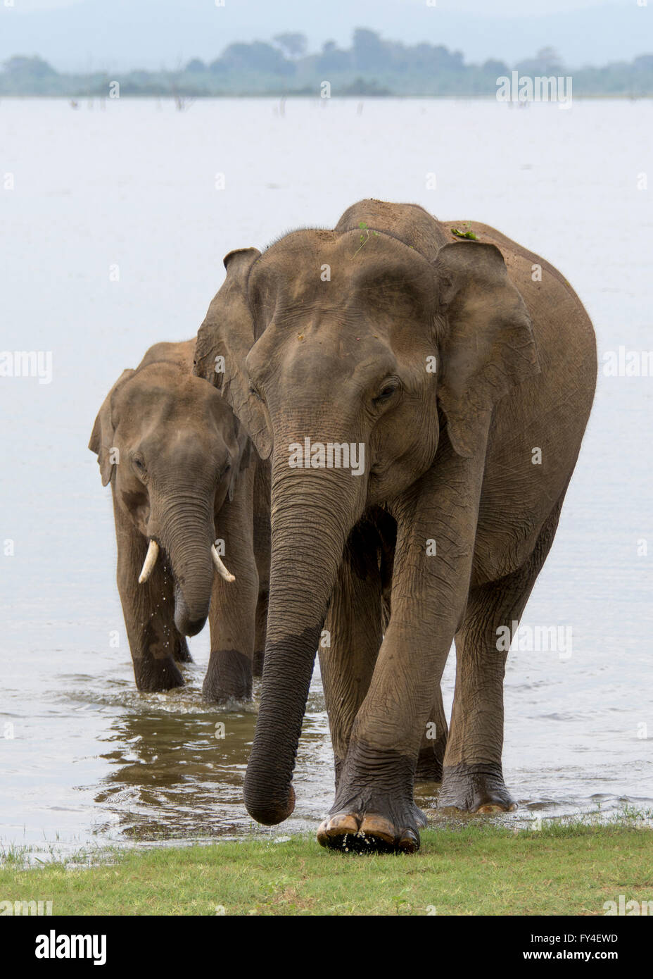Due giovani elefanti indiani che camminano fuori da un lago, uno un raro tusker Foto Stock