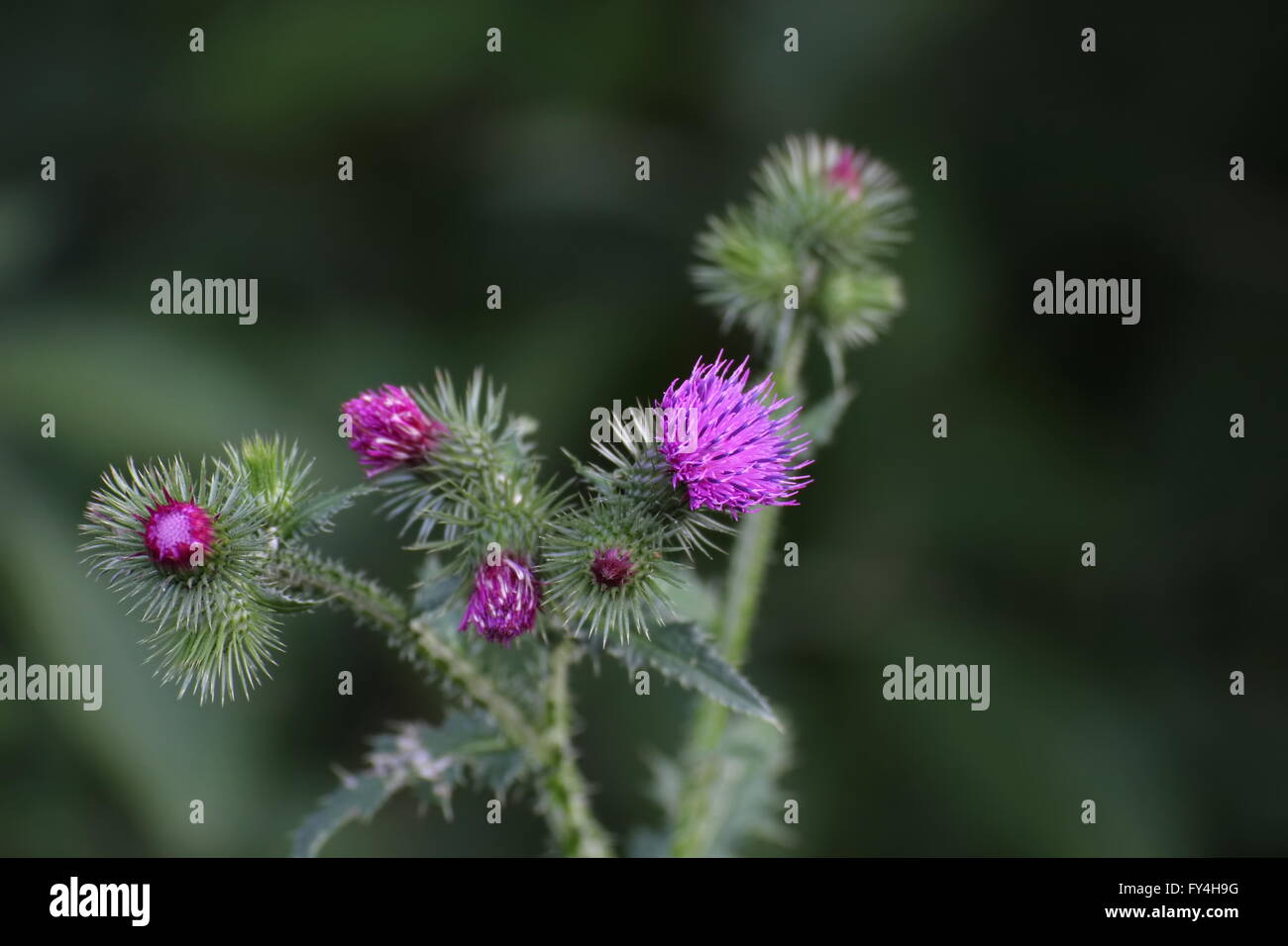 Thistle (Carduus x polyacanthus, ibrido da Goodyear thistle - C. crispus e muschio thistle - C. nutans). Foto Stock