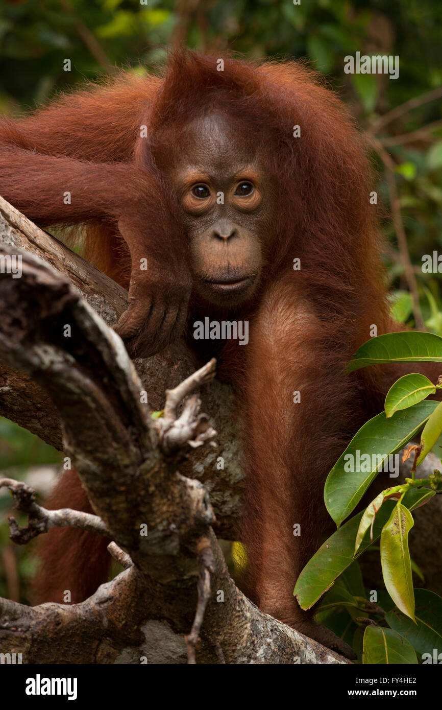 Orangutan, Tanjung Messa, Kalimantan, Borneo, Indonesia Foto Stock