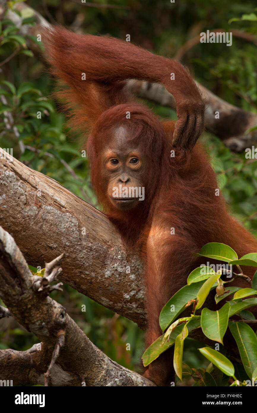 Orangutan, Tanjung Messa, Kalimantan, Borneo, Indonesia Foto Stock