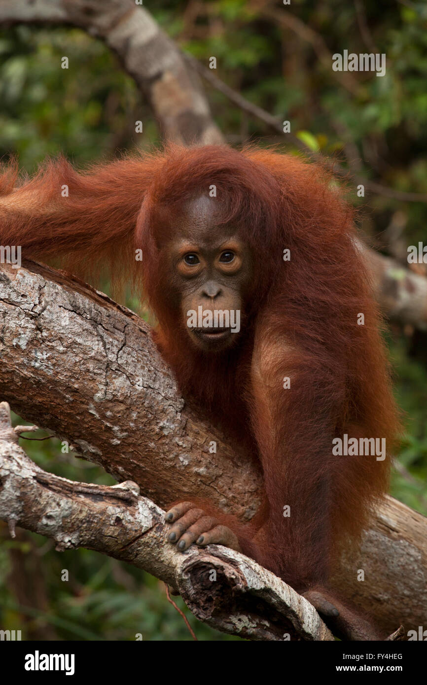 Orangutan, Tanjung Messa, Kalimantan, Borneo, Indonesia Foto Stock