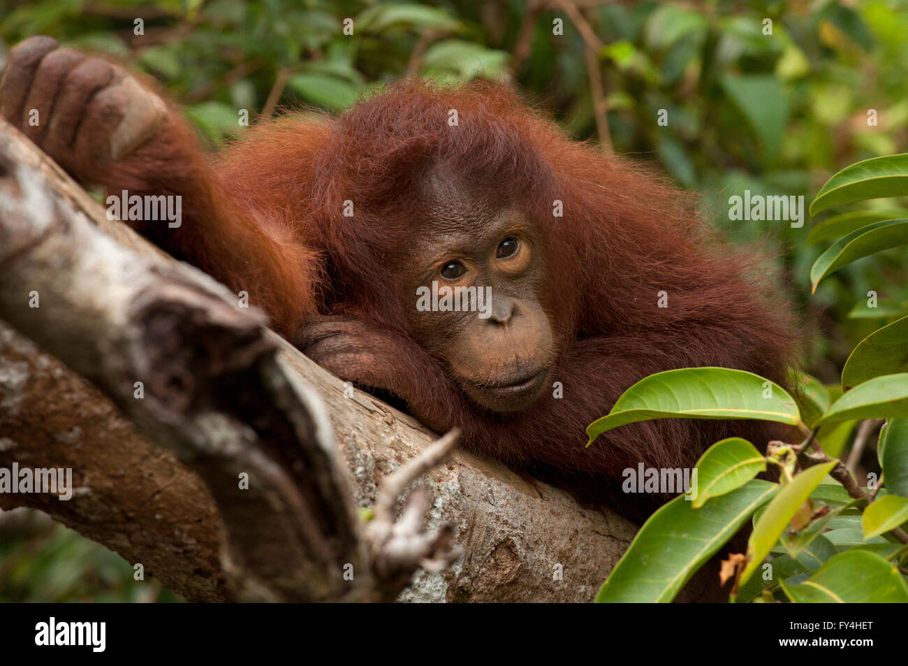 Orangutan, Tanjung Messa, Kalimantan, Borneo, Indonesia Foto Stock