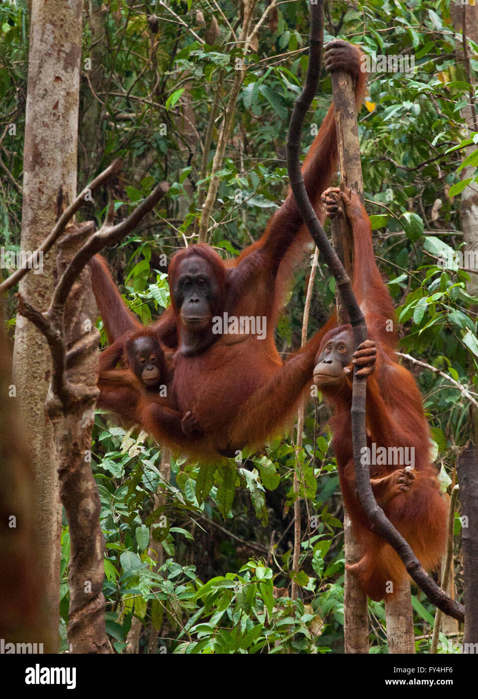 Orangutan femminile con bambino, Tanjung Puting, Kalimantan, Borneo, Indonesia Foto Stock
