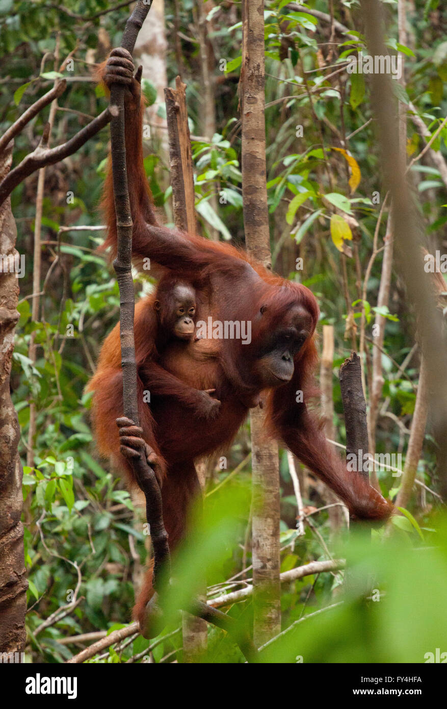 Orangutan femminile con bambino, Tanjung Puting, Kalimantan, Borneo, Indonesia Foto Stock