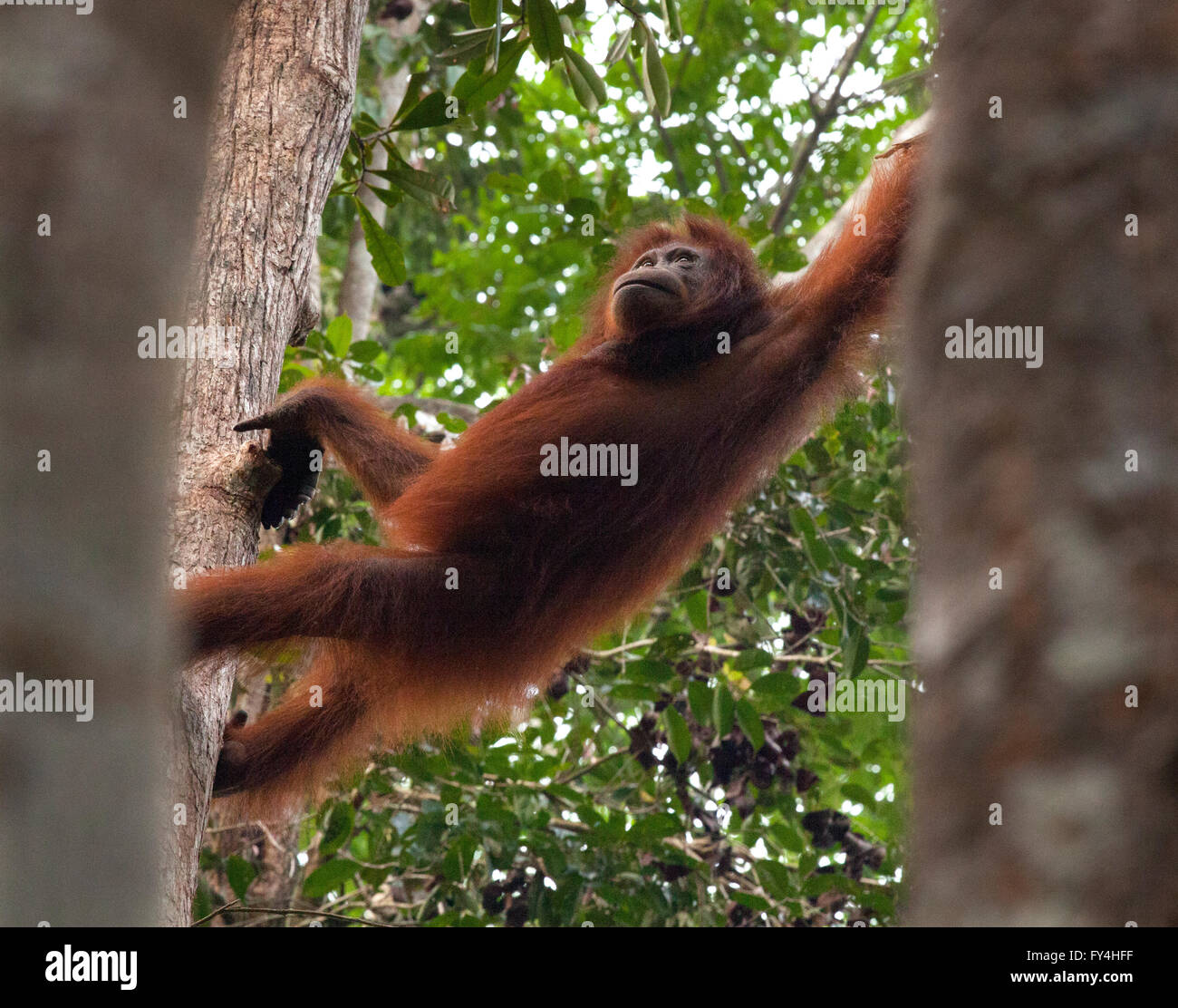 Orangutan, Tanjung Messa, Kalimantan, Borneo, Indonesia Foto Stock
