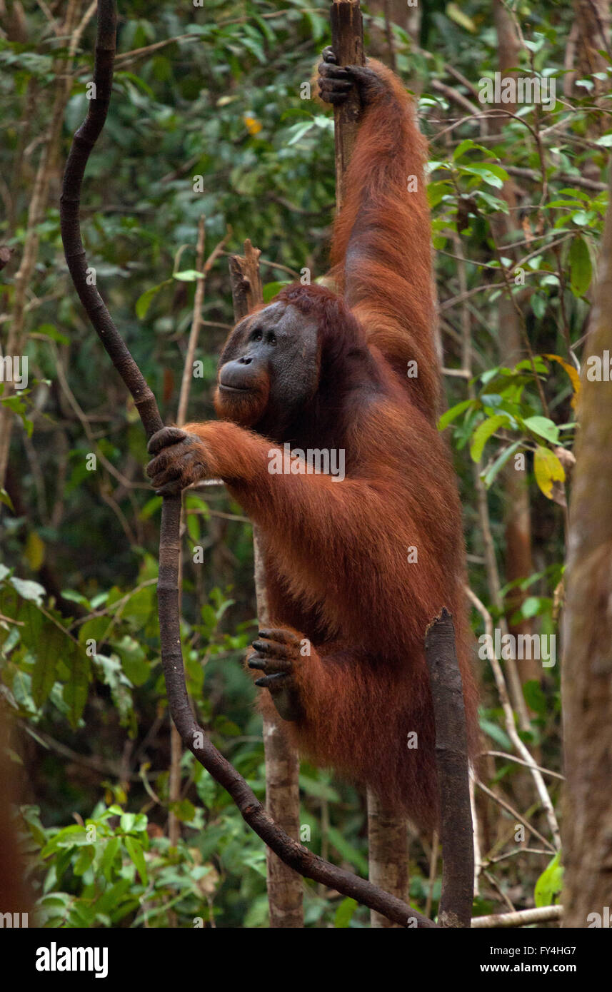 Orangutan, Tanjung Messa, Kalimantan, Borneo, Indonesia Foto Stock