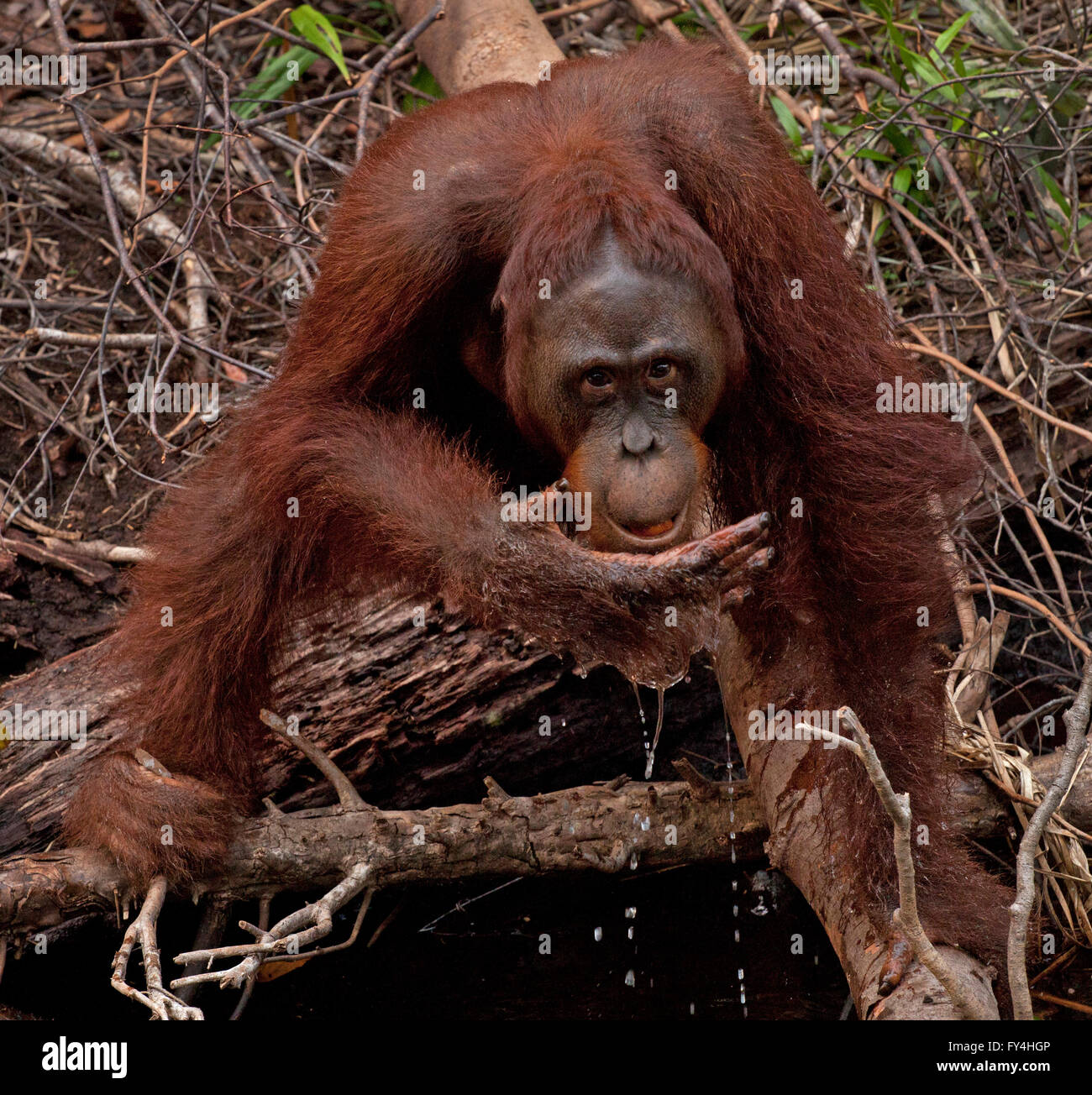 Orangutan acqua potabile, Tanjung Puting, Kalimantan, Borneo, Indonesia Foto Stock
