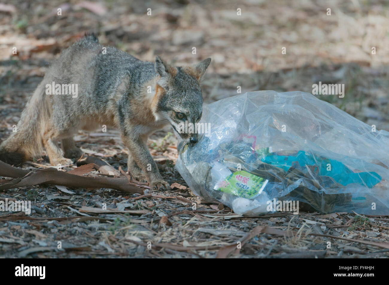 Isola Fox (Urocyon littoralis) Selvatica, endemica in California Isole del Canale, in via di estinzione Foto Stock