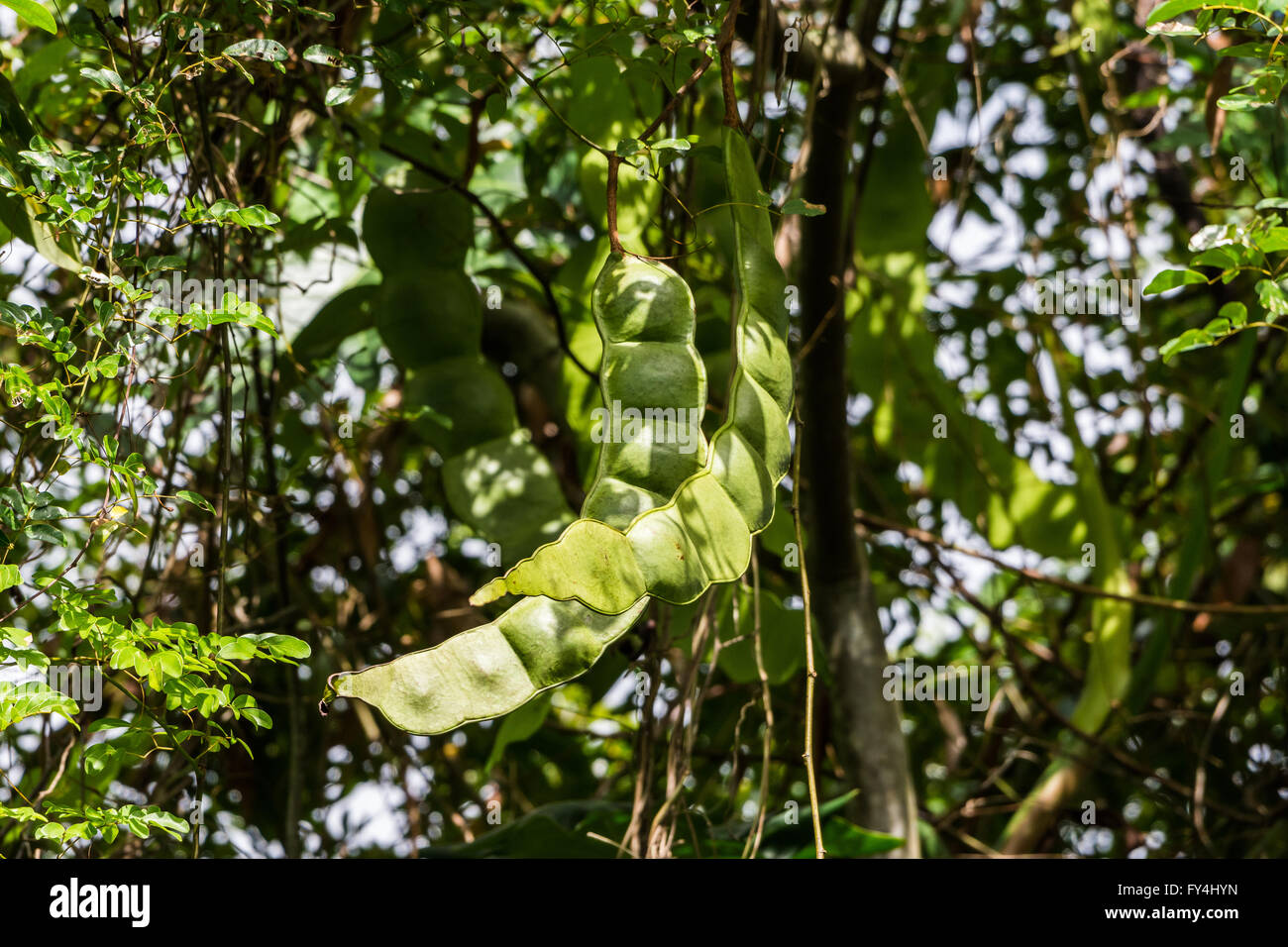 Gigante rheedii Entada Acacia Baccello di fagiolo appeso sul vigneto. In Giamaica, Caraibi. Foto Stock