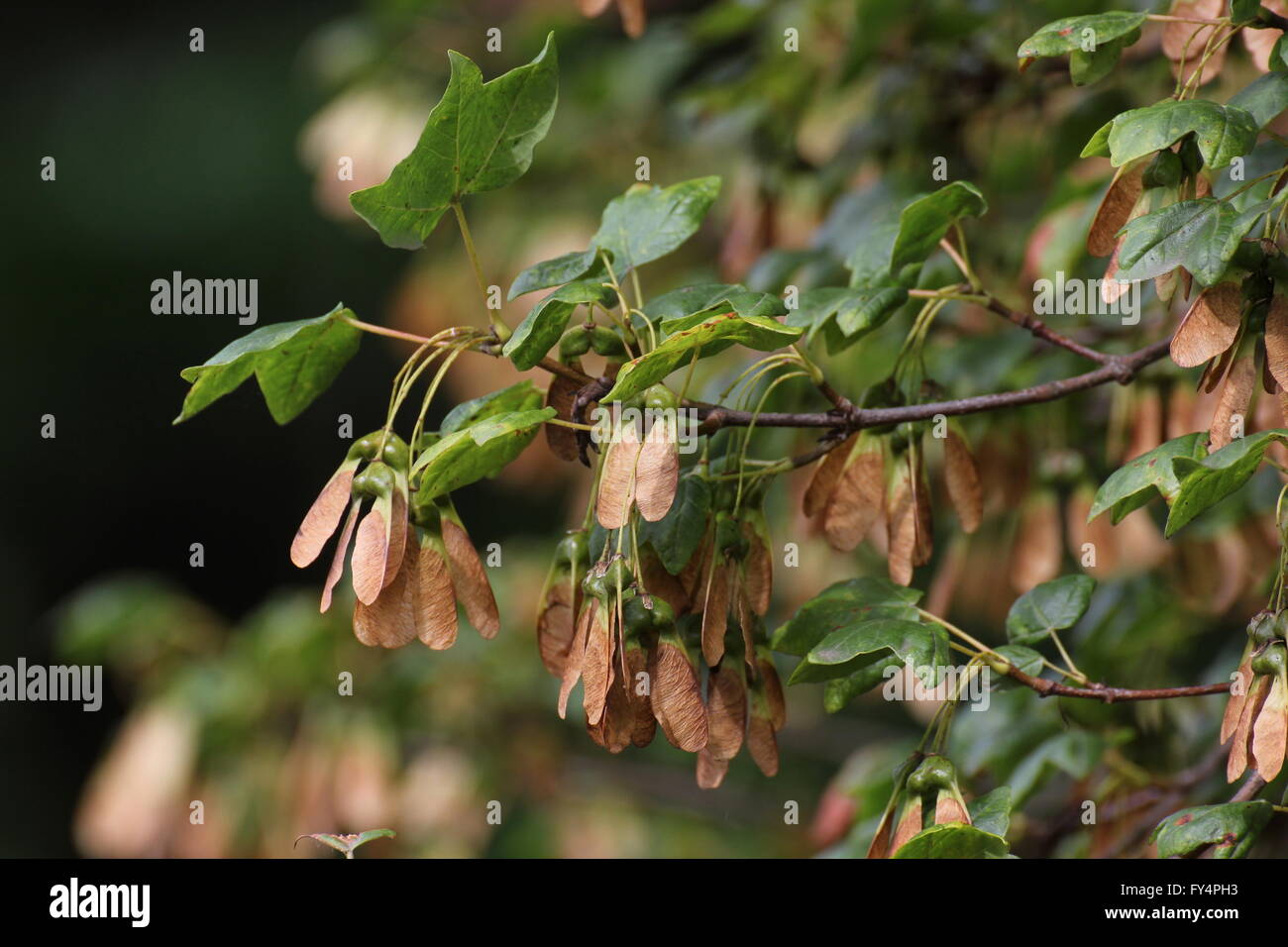 Montpellier maple (Acer Monspessulanum) foglie e semi. Foto Stock