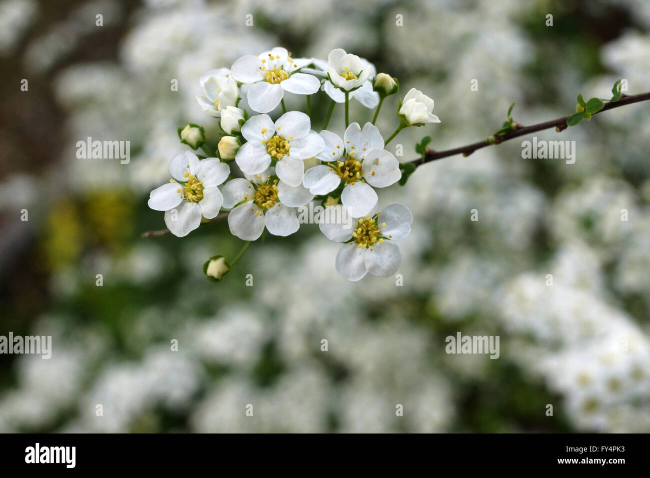 Il Spiraea Foto Stock