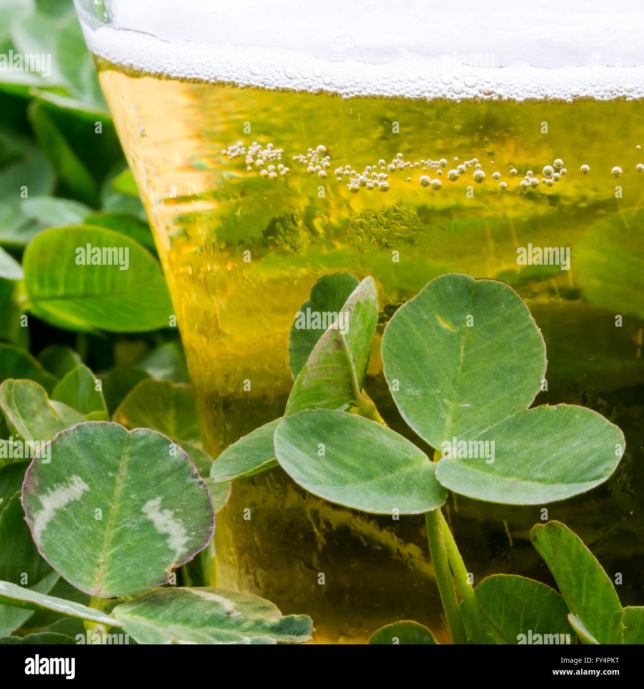Close-up di shamrock bush con il bicchiere di birra Foto Stock