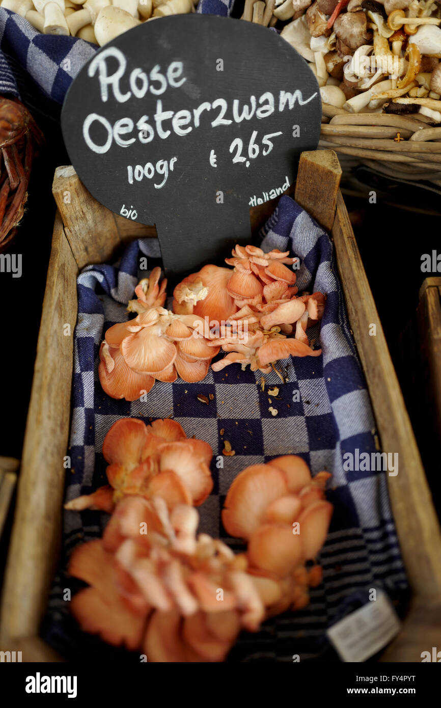 Rosa funghi Oyster per la vendita al mercato di Amsterdam Foto Stock