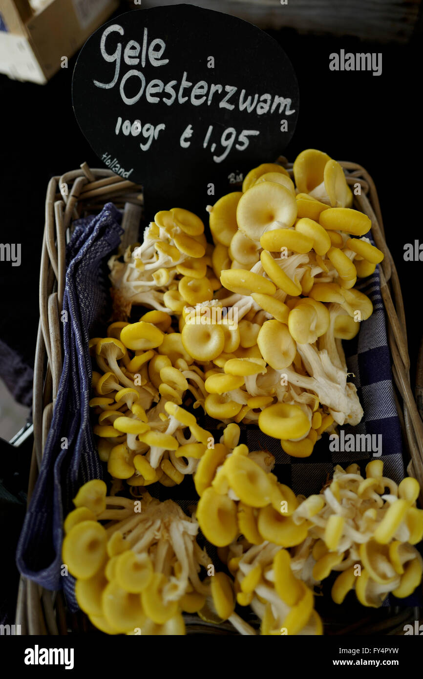 Giallo funghi Oyster per la vendita al mercato di Amsterdam Foto Stock