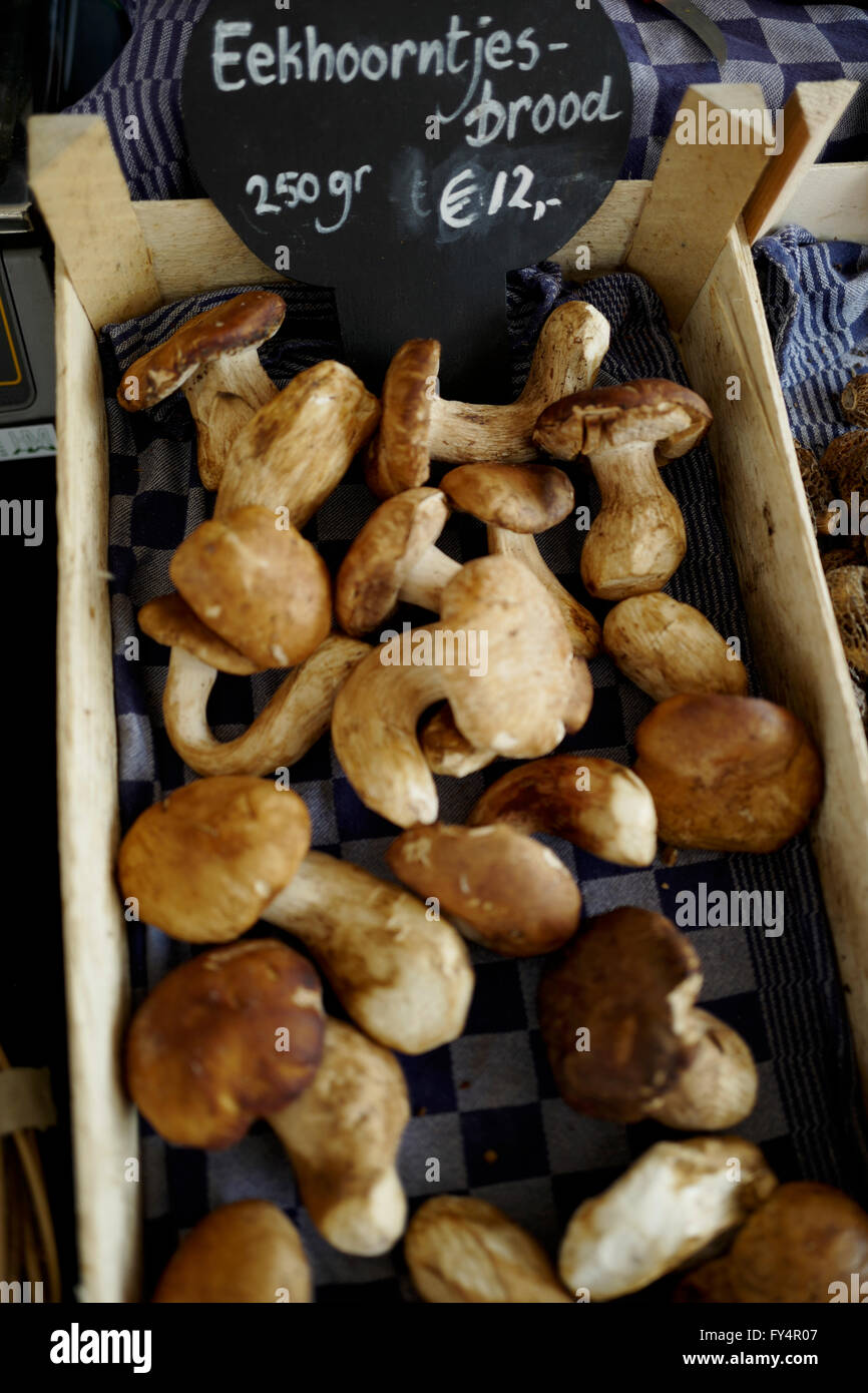 Lo scoiattolo funghi per la vendita al mercato di Amsterdam Foto Stock