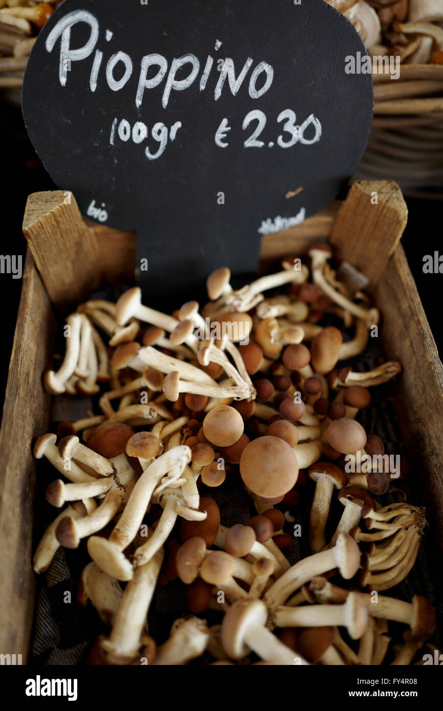Funghi pioppinno per la vendita al mercato di Amsterdam Foto Stock