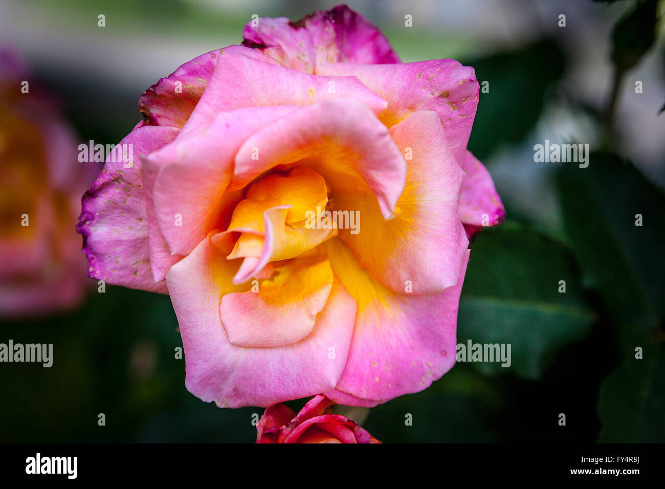 Un danneggiato ma ancora bella bocciolo di rosa dopo violente tempeste di primavera portando pesanti piogge e vento in California 2016 Foto Stock