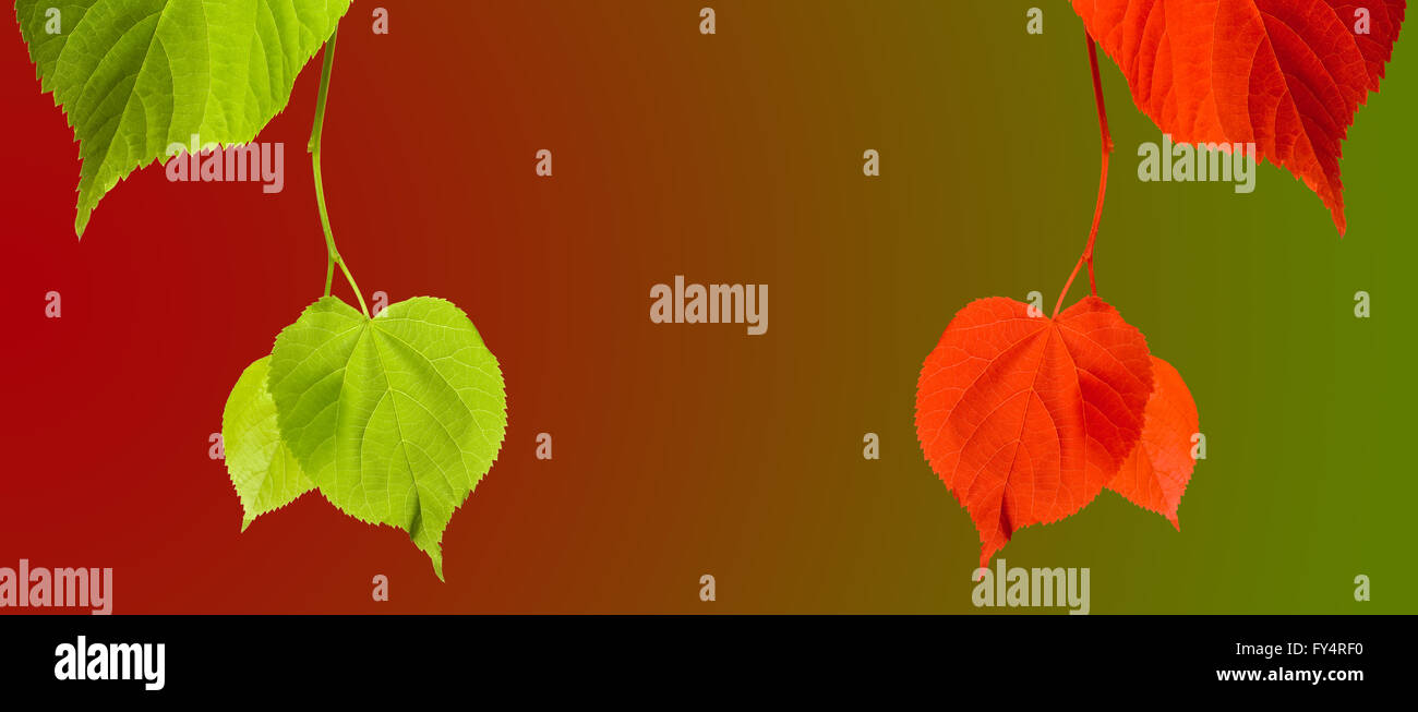 Il verde e il rosso linden-tree ramoscelli su sfondo multicolore con spazio di copia Foto Stock