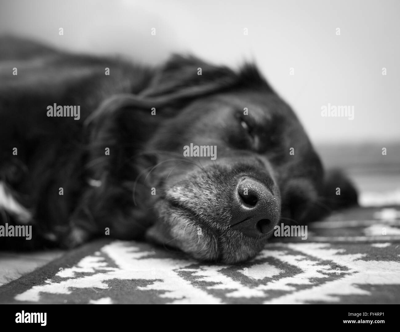 Cane pigro pomeriggio di giorno Foto Stock