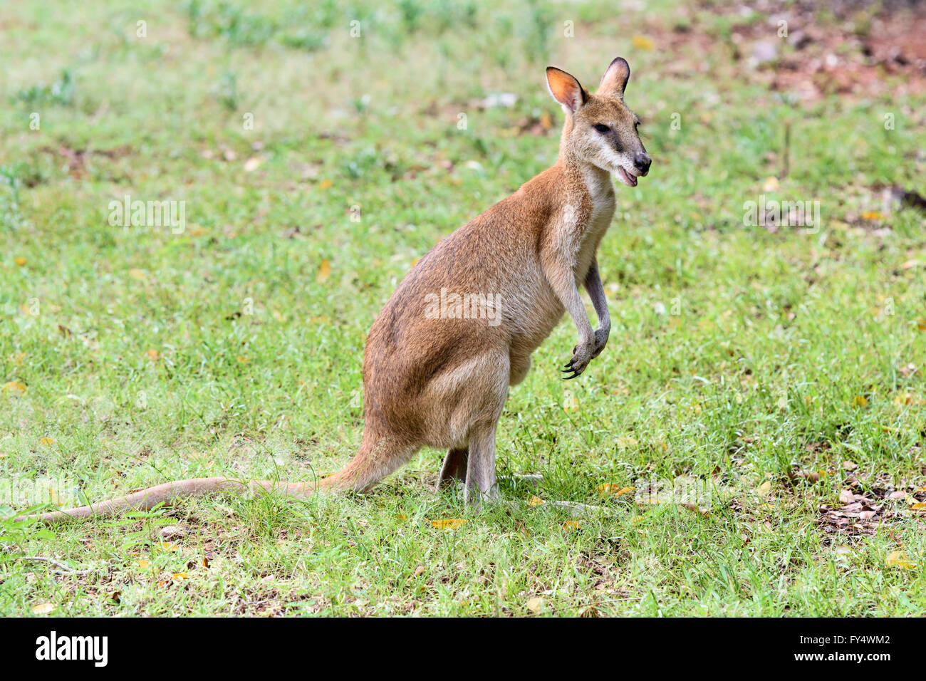 Agile Wallaby in Broome, Kimberley, Australia occidentale Foto Stock