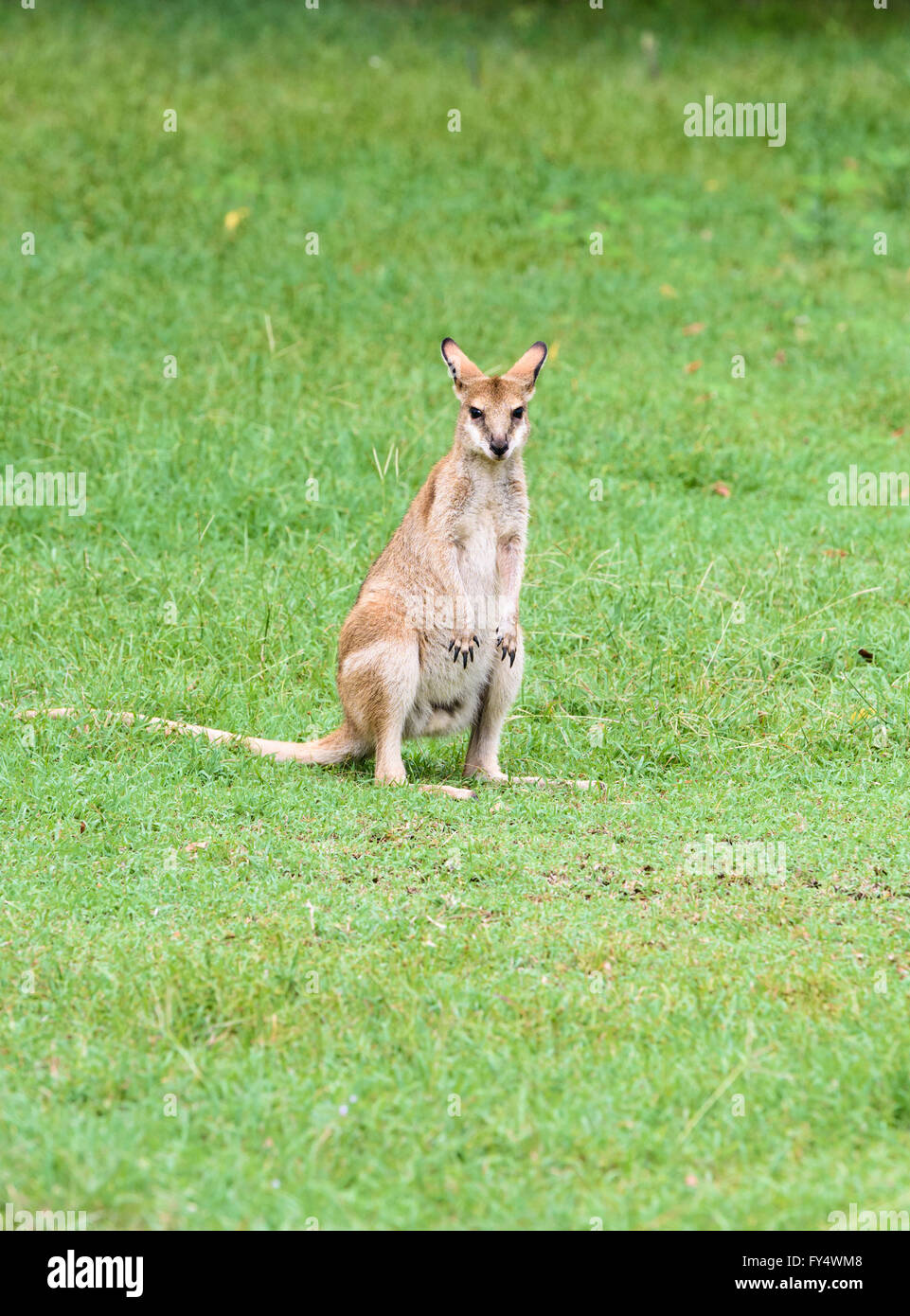 Agile Wallaby in Broome, Kimberley, Australia occidentale Foto Stock