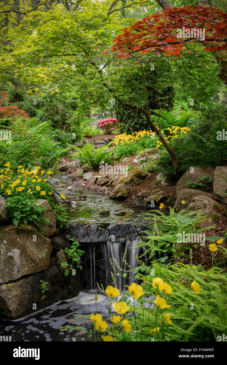 Primavera in Beacon Hill Park in Victoria British Columbia Foto Stock