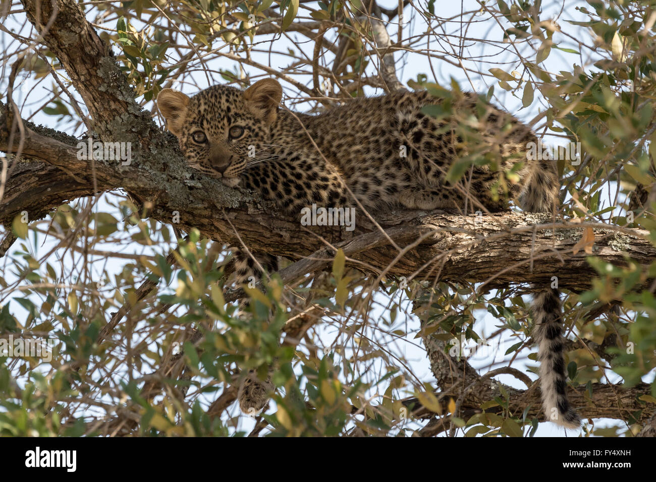 Leopard Cub nascondere su un albero in attesa del ritorno delle madri. Presi nel Masai Mara del Kenya. Foto Stock