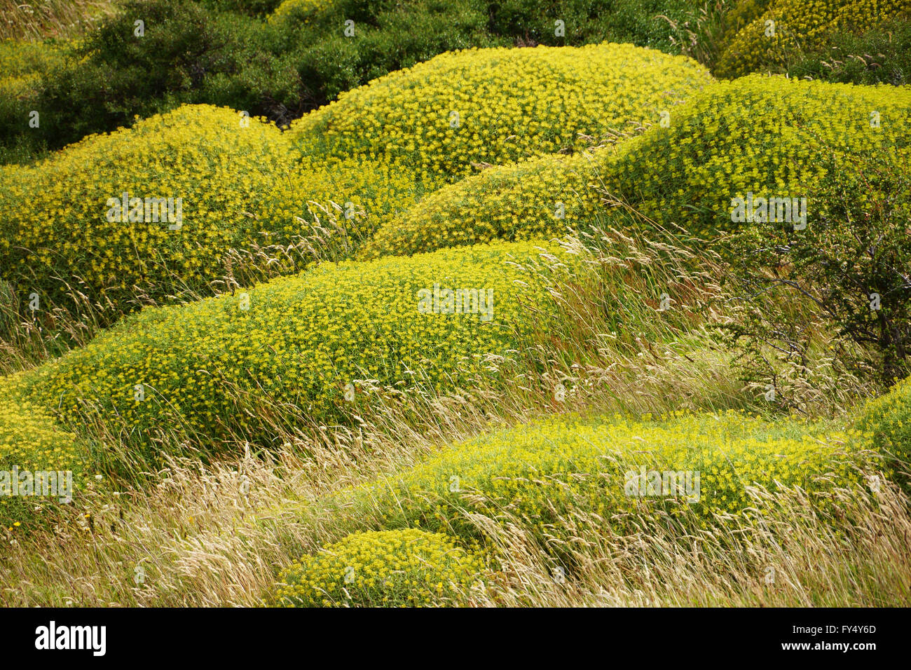 La flora in Patagonia meridionale, Parco Nazionale Torres del Paine, Cile Foto Stock