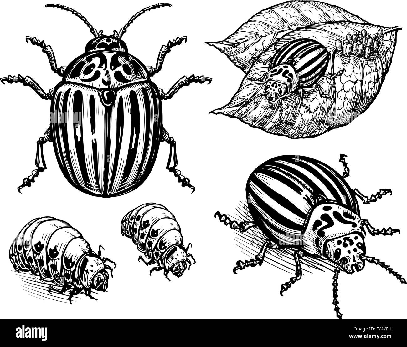 Disegnata a mano illustrazione vettoriale di Colorado potato beetle isolati su sfondo bianco Illustrazione Vettoriale