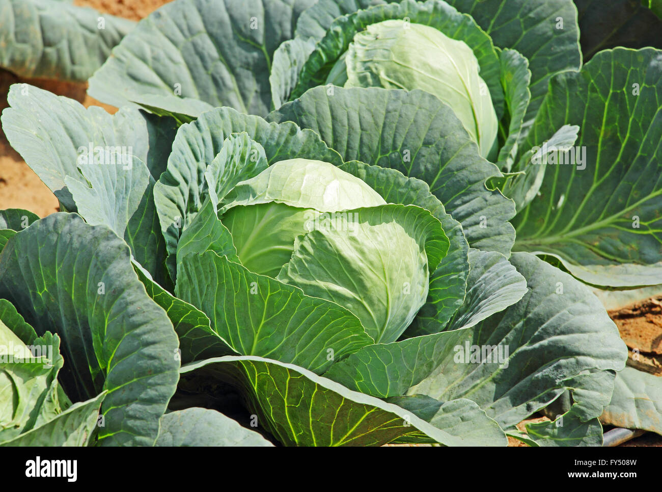 Close up di cavolo frutti che crescono in un orto in India. Foto Stock