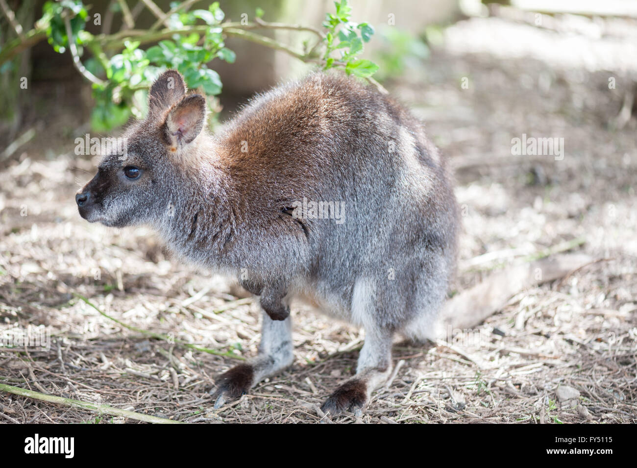 Wallaby Foto Stock