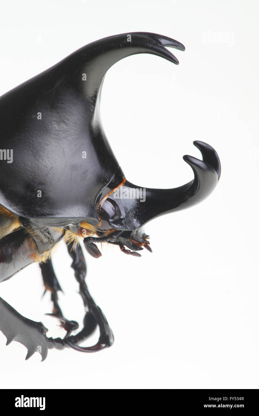 La testa di un adulto di sesso maschile scarabeo rinoceronte - Xylotrupes Ulisse nativo di Australia isolato su sfondo bianco. Foto Stock