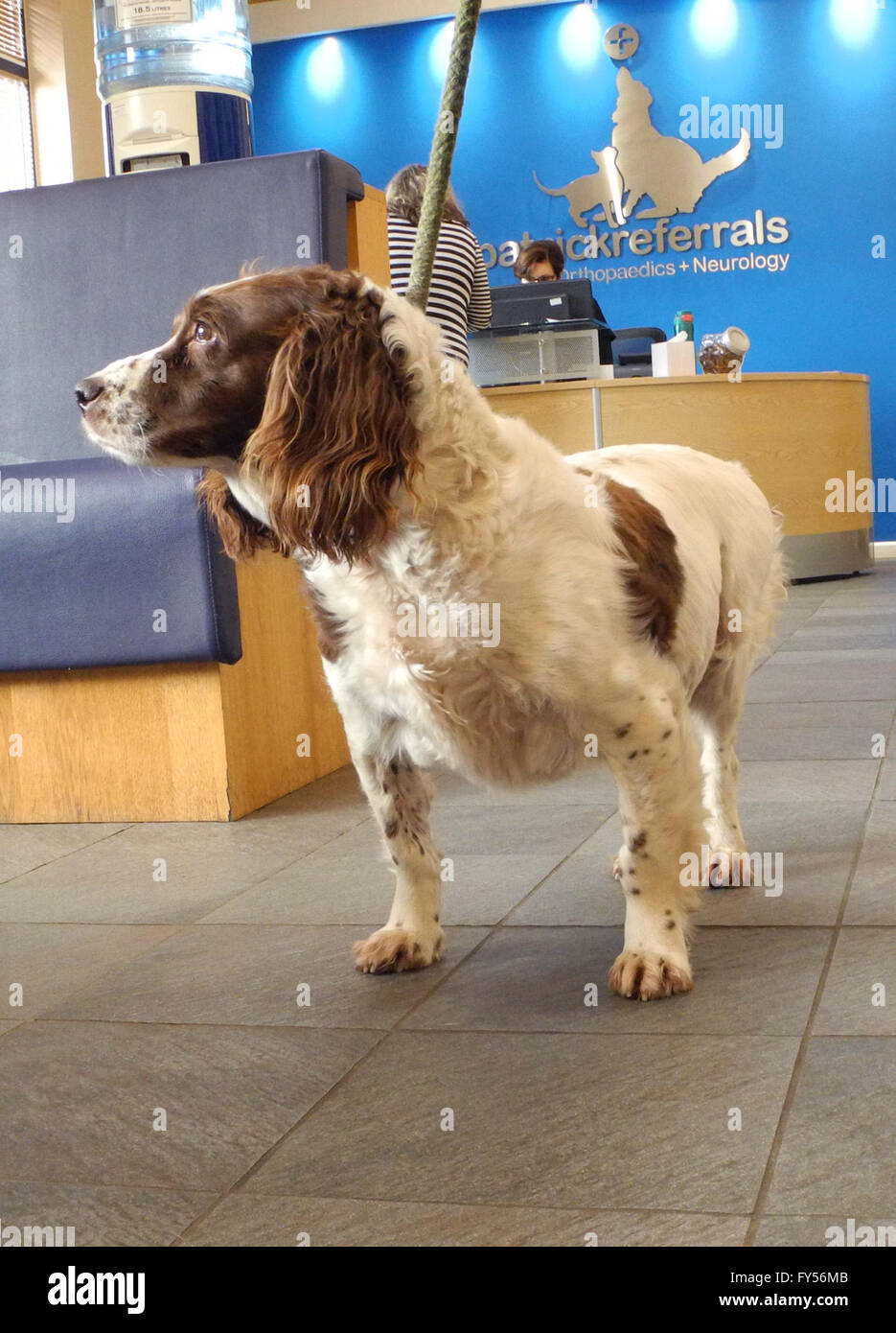 Cane a veterinari. 'Meg' a Fitzpatrick referral. Non felice ! Springer spaniel 'Meg' sulla visita ai veterinari veterinari. Il Super Vet Professor Noel Fitzpatrick della prassi in Surrey Foto Stock