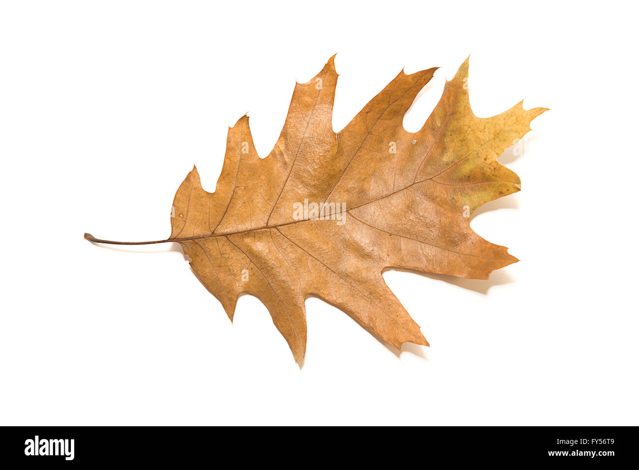 Autunno a secco foglie di quercia su bianco Foto Stock