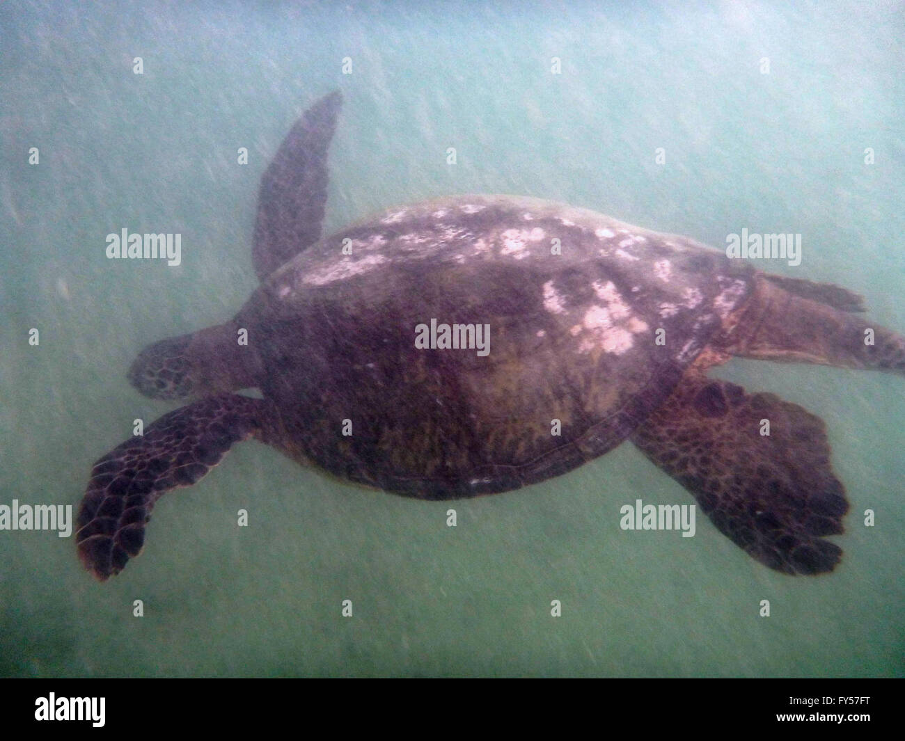 Grandi Hawaiian Sea Turtle nuota sotto le onde di Waikiki di Oahu, Hawaii. Foto Stock