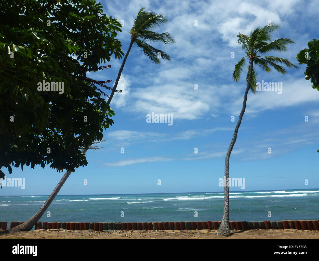 Gli alberi di cocco pendono sul cilindro di rosso le pietre lungo la scogliera shore accanto a poco profonde acque dell'oceano di Waikiki guardando verso il Pacifico o Foto Stock