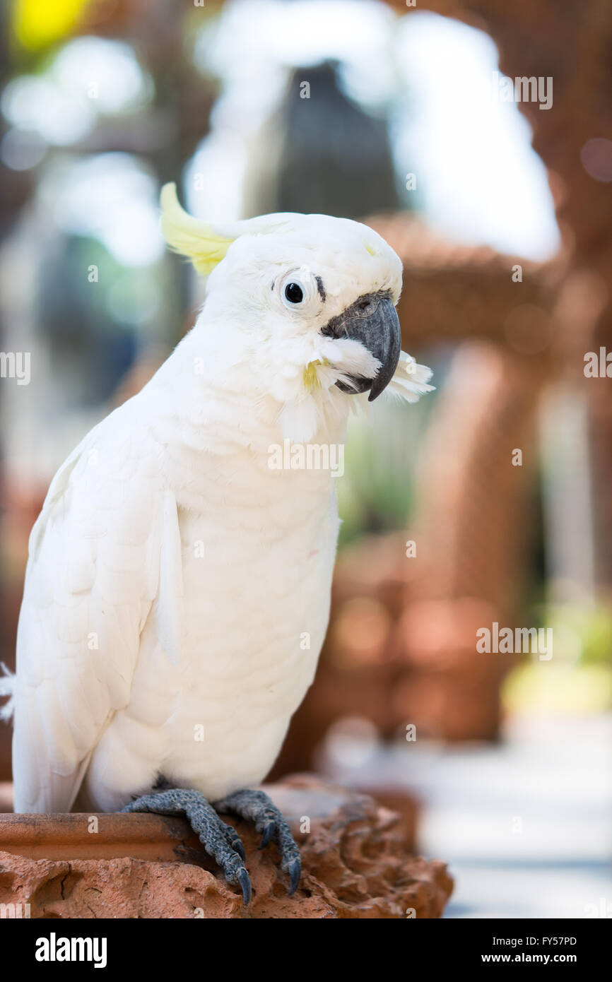 Bella bianco Cacatua, zolfo-crested Cockatoo, Sollevare una gamba Foto Stock