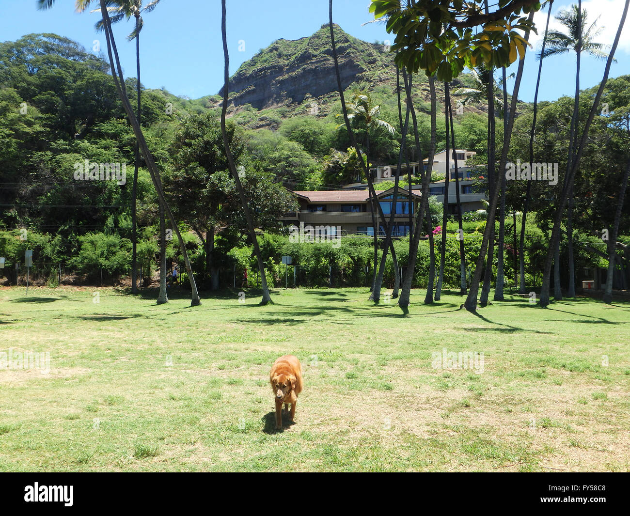 Il Golden Retriever cane passeggiate attraverso il parco con alberi di noce di cocco belle case e del Cratere Testa di diamante in background su Oahu, Hawaii Foto Stock