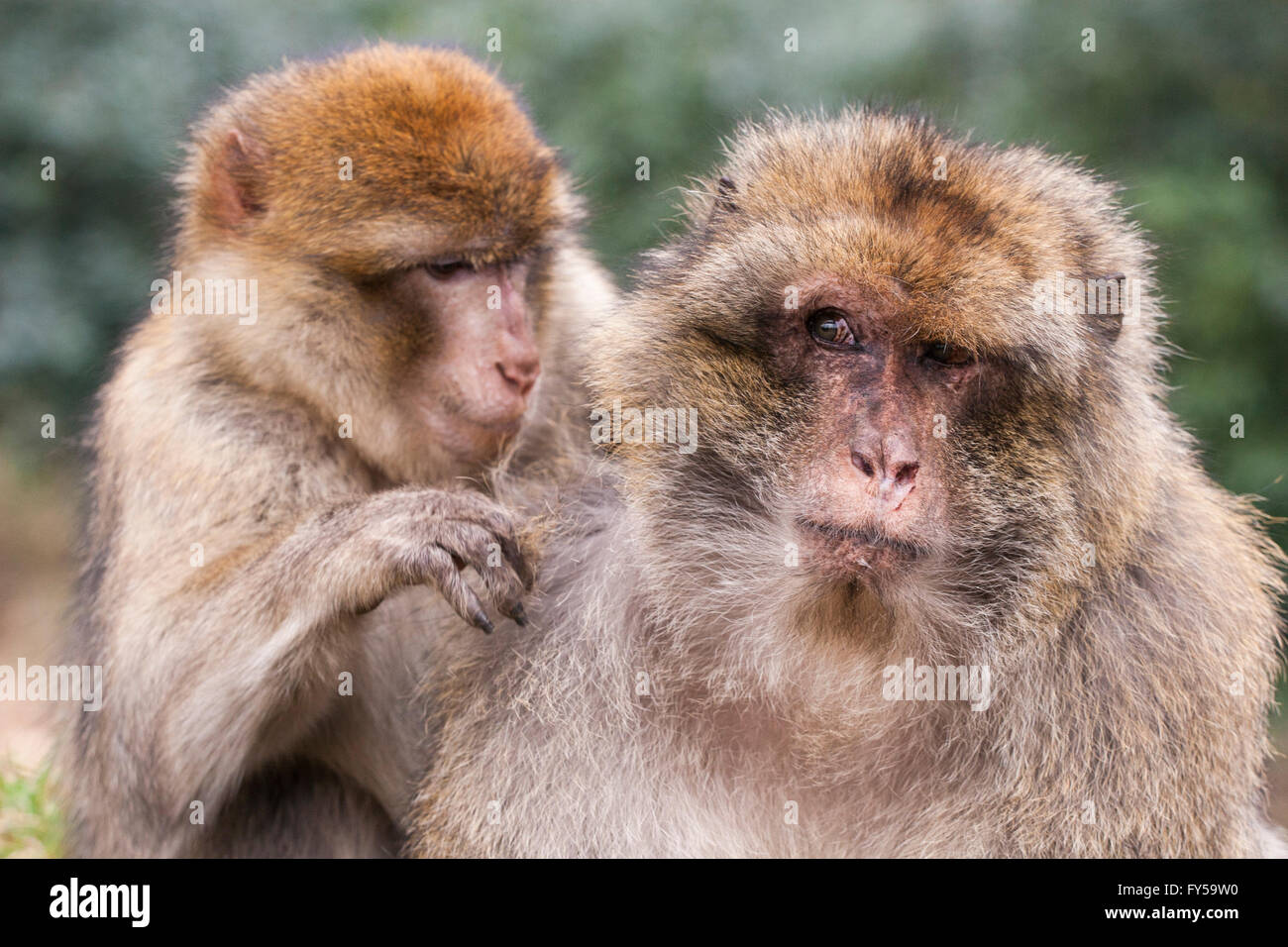 Barberia macachi (Macaca sylvanus) toelettatura, Monkey Forest, Trentham, Regno Unito Foto Stock