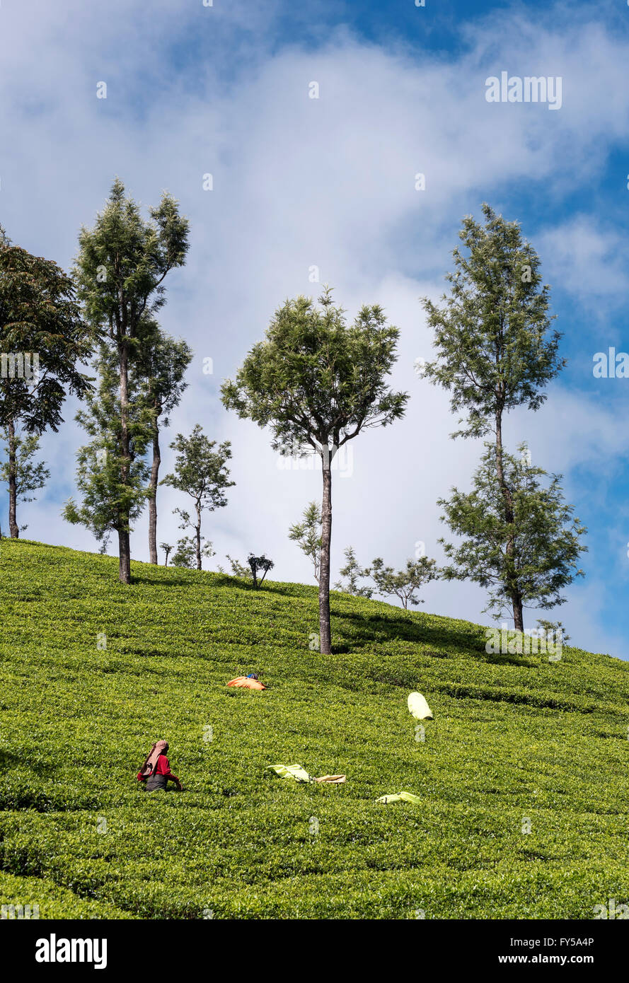 Dambatenne la piantagione di tè, Lipton della Seat, Sri Lanka Foto Stock