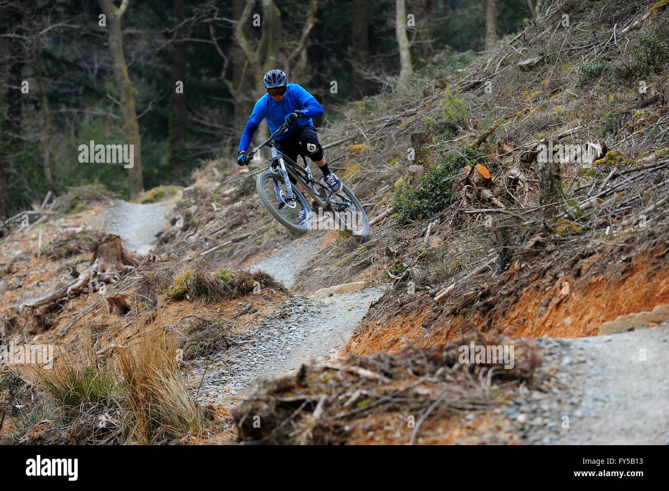 Un uomo guida una mountain bike sui sentieri di Cardinham Woods, Cornovaglia. Foto Stock