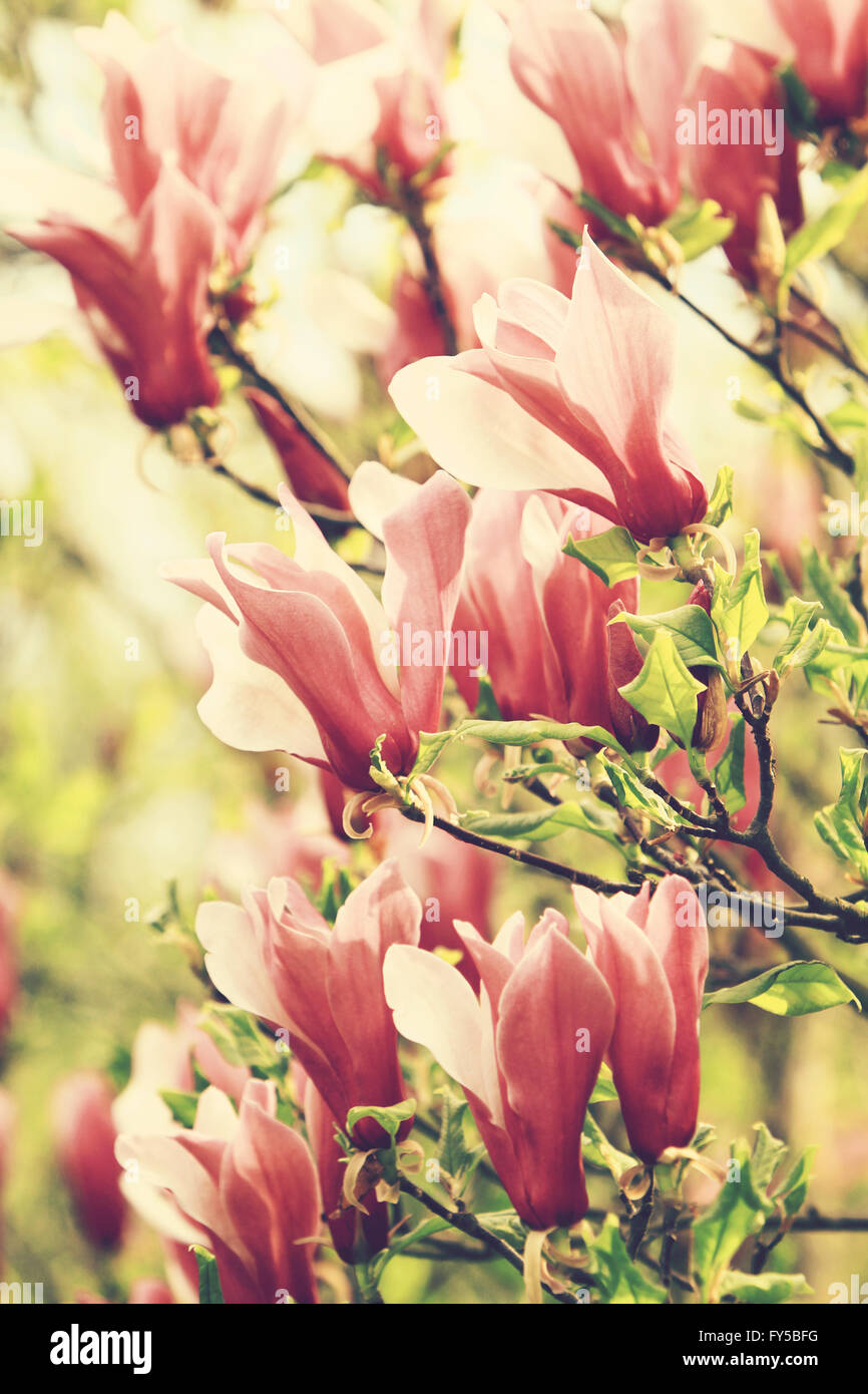 La magnolia Foto Stock