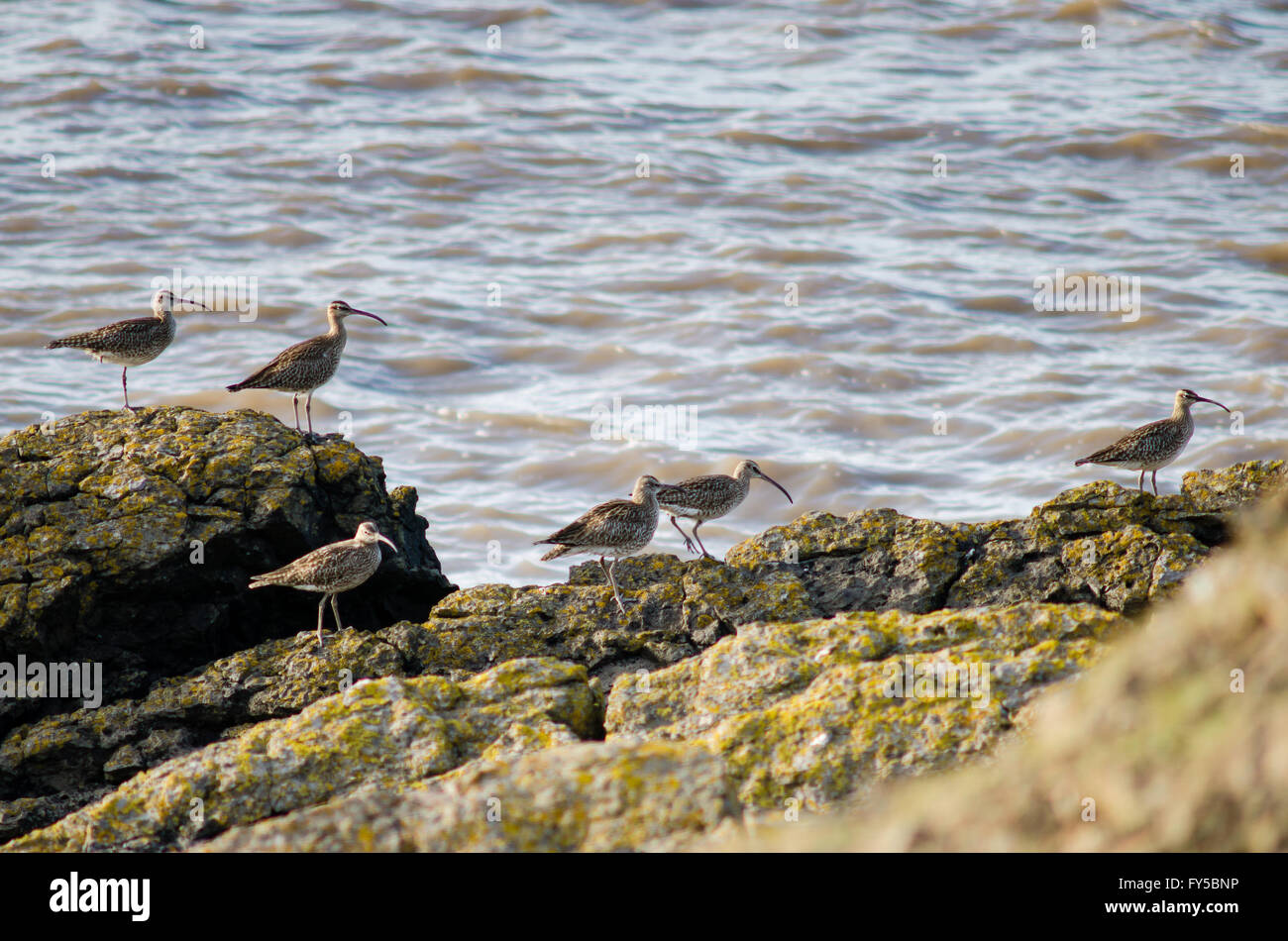 Gregge di whimbrel (Numenius phaeopus) sulla costa rocciosa. Un raro trampolieri, in The Sandpiper (Famiglia Scolopacidae) Foto Stock