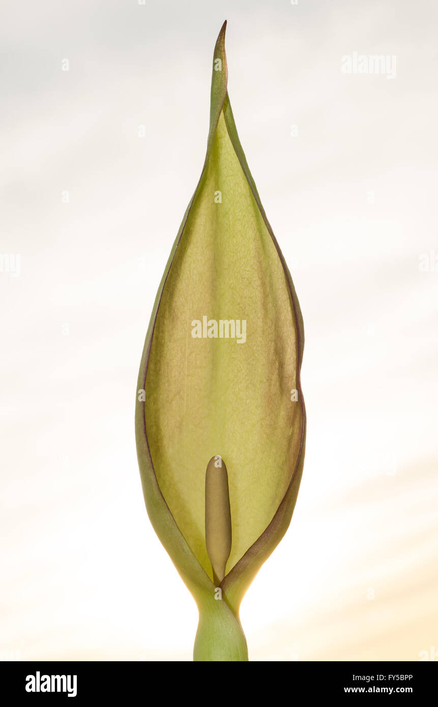 Signori e Signori (Arum maculatum). Fiore insolito di arum lily nella famiglia di Araceae, fotografati contro il cielo Foto Stock