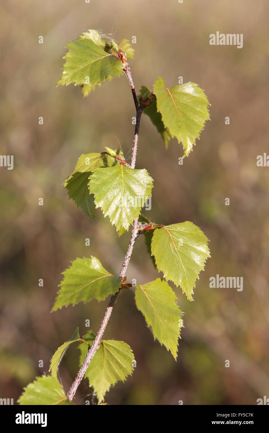 Le foglie fresche di argento Betulla Betula pendula Foto Stock