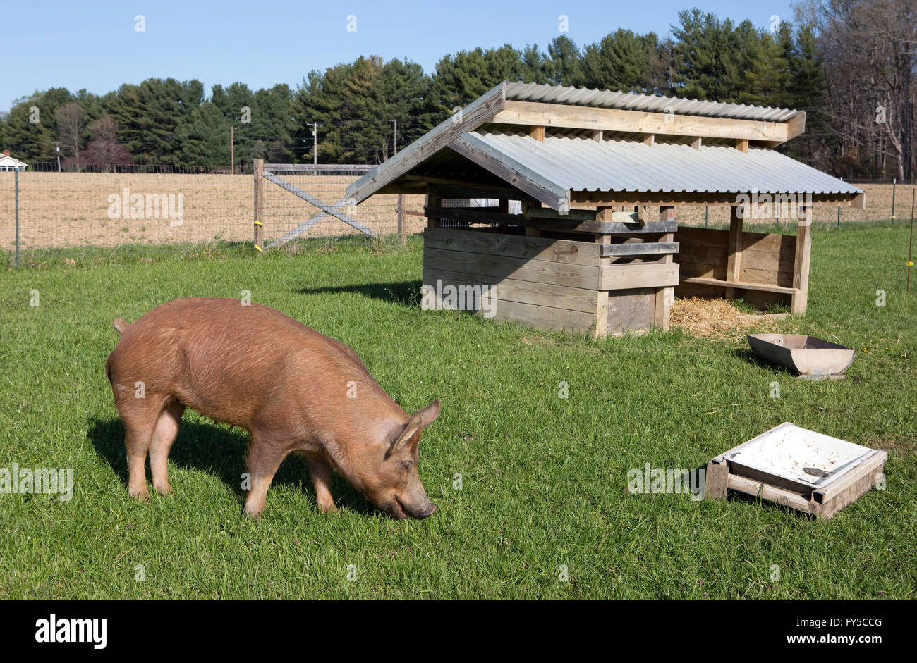 Un rilievo organicamente free range Tamworth pig lambisce sull'erba su una piccola fattoria in Maryland. Foto Stock