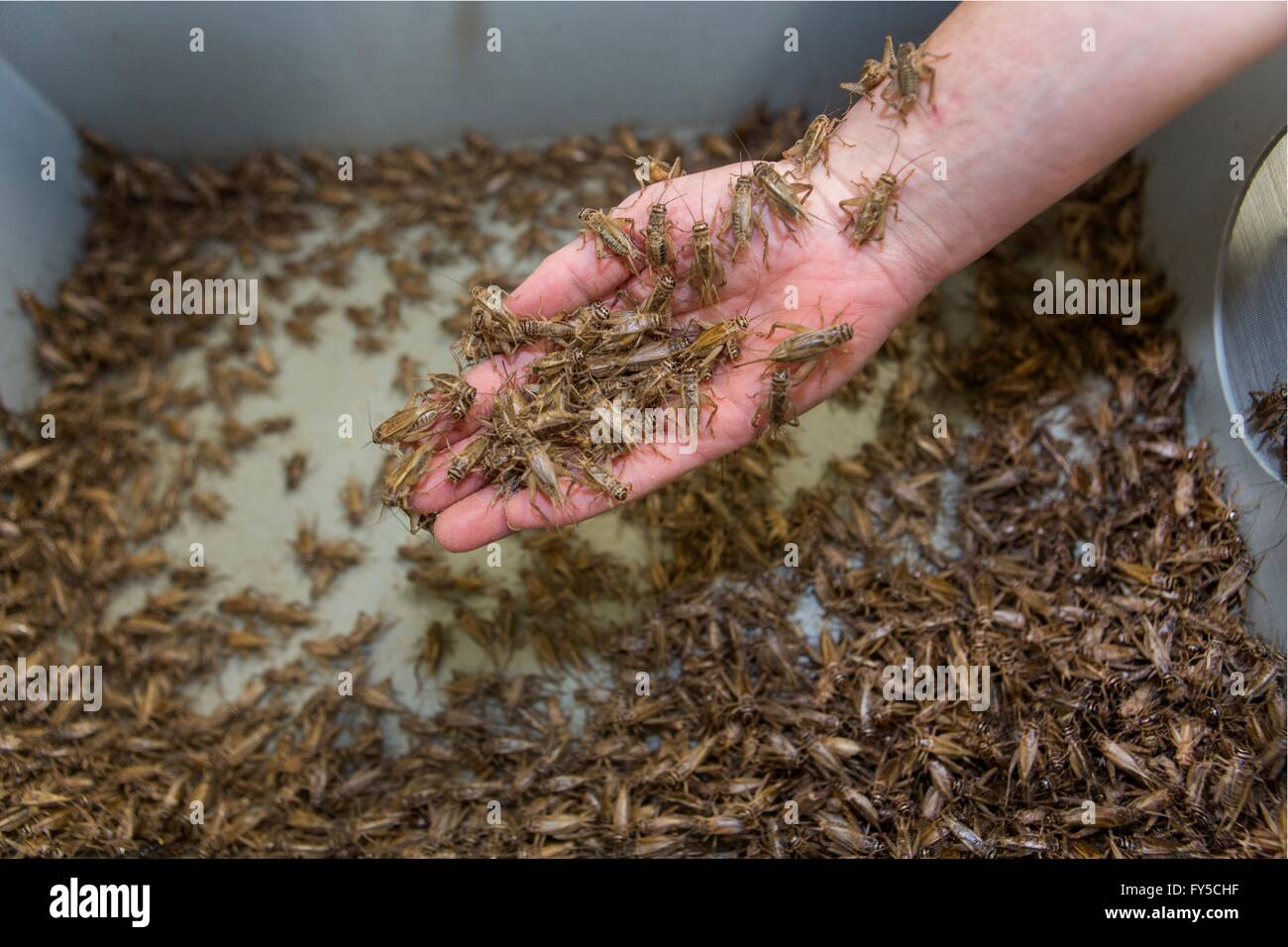 La produzione su larga scala di insetti commestibili (grilli) in Olanda Foto Stock